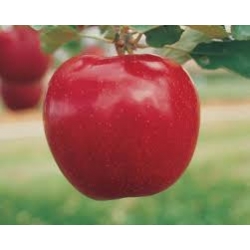 RED JONA PRİNCE ELMA